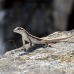 lizzard_anole_provo_h_0011_tci0500.jpg